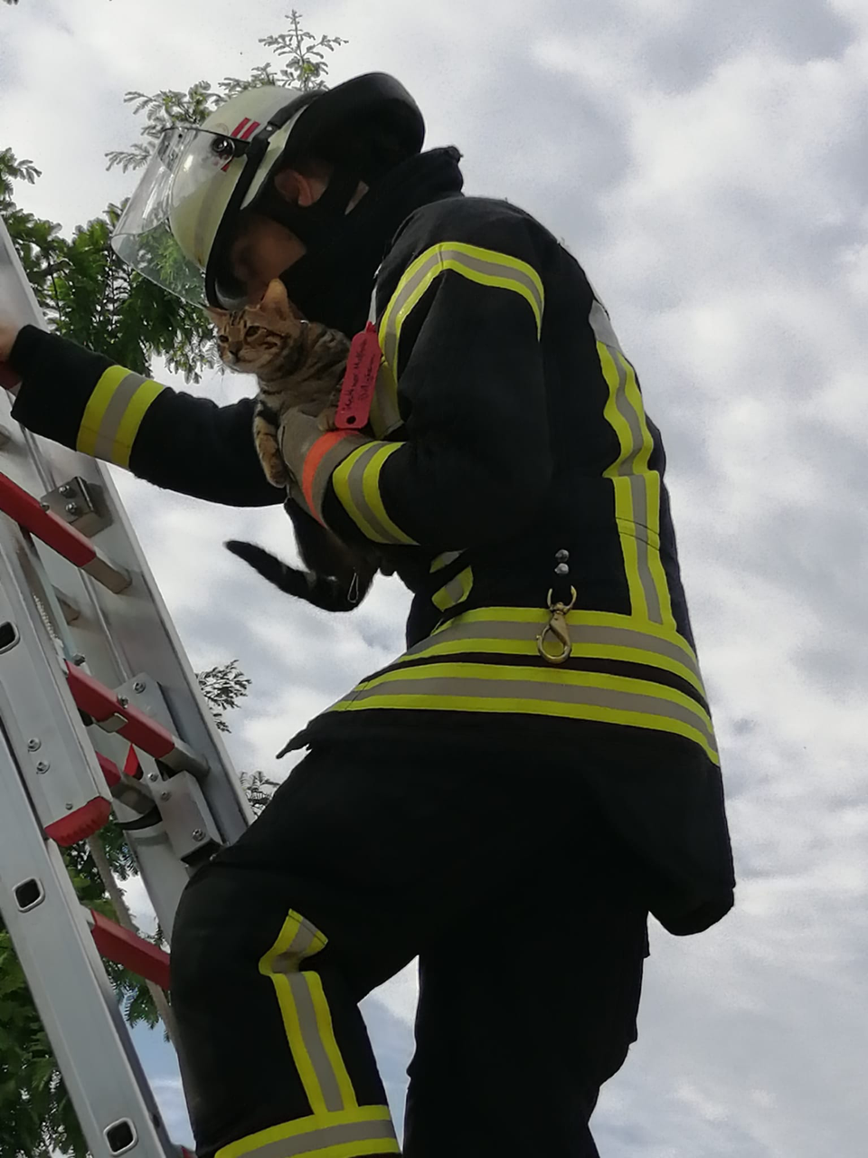 Die Katze konnte sicher vom Baum gerettet werden